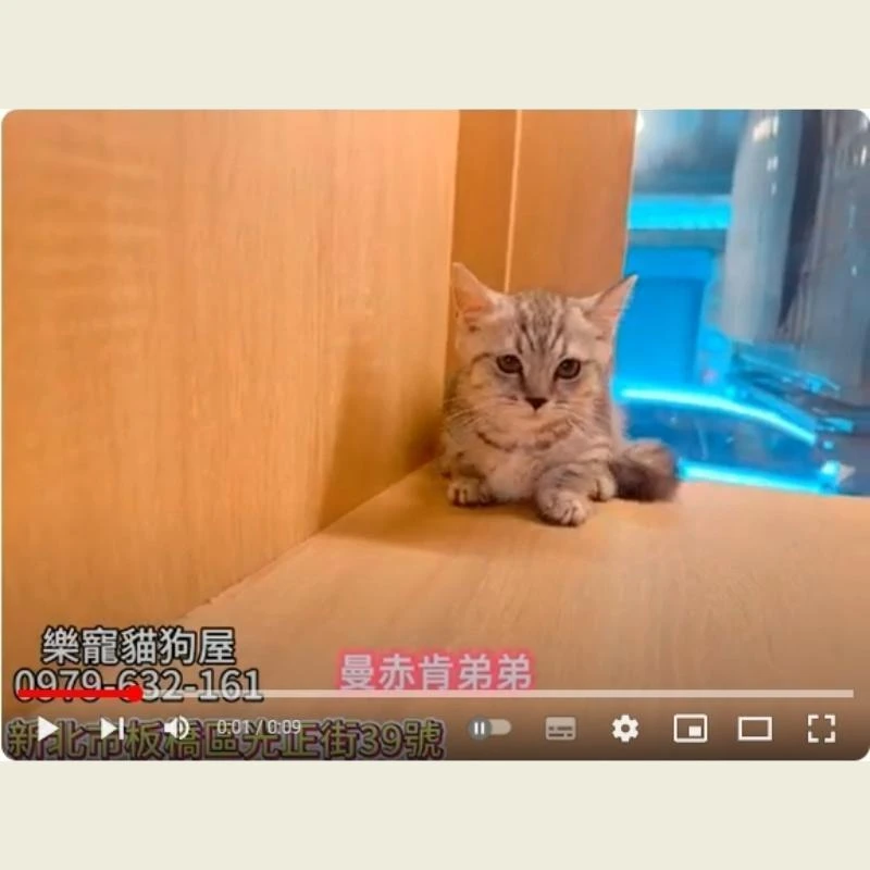 曼赤肯弟弟,曼赤肯幼貓