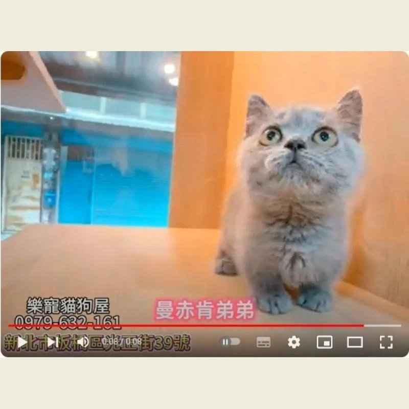 曼赤肯弟弟,曼赤肯,曼赤肯幼貓