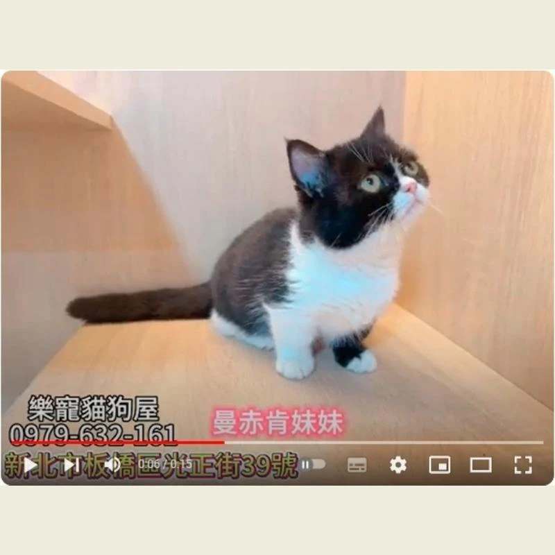 曼赤肯,曼赤肯幼貓