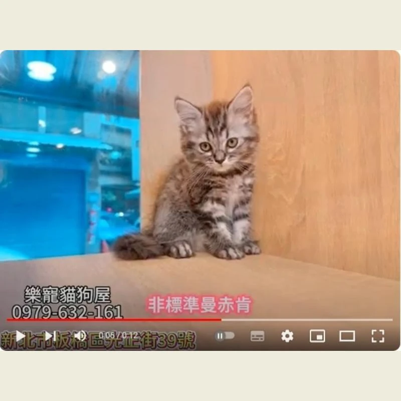 非標準曼赤肯,曼赤肯,曼赤肯幼貓