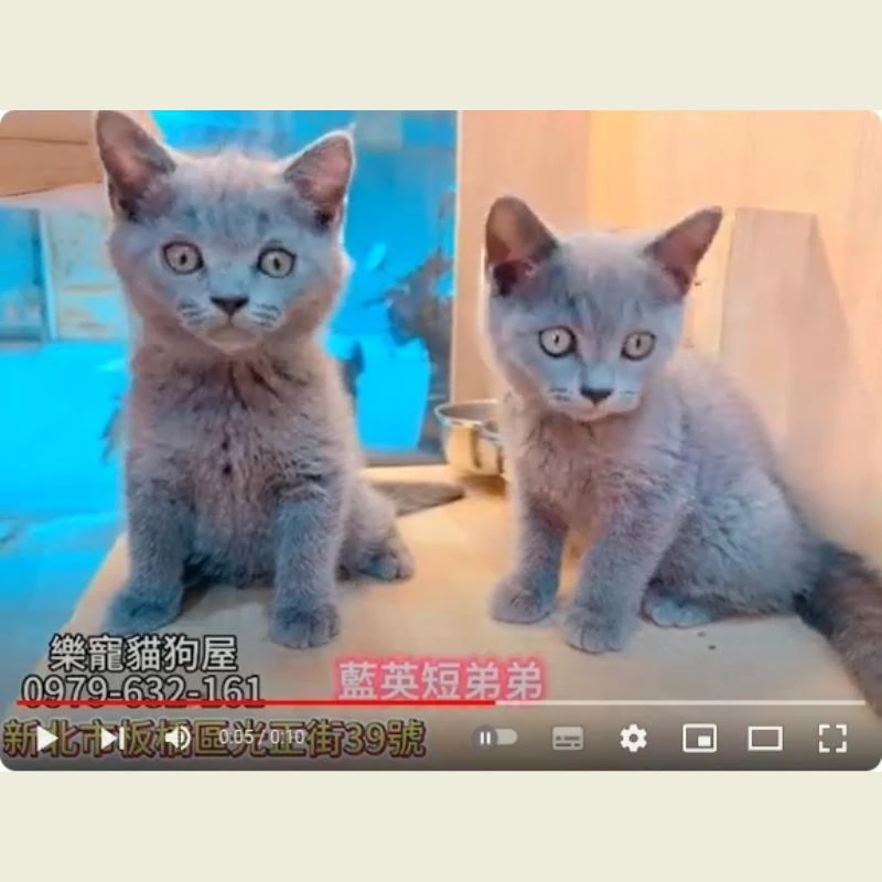 藍英短弟弟,英短,英短幼貓
