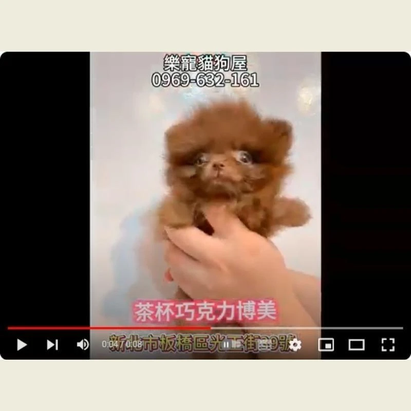 茶杯巧克力博美,博美,博美幼犬