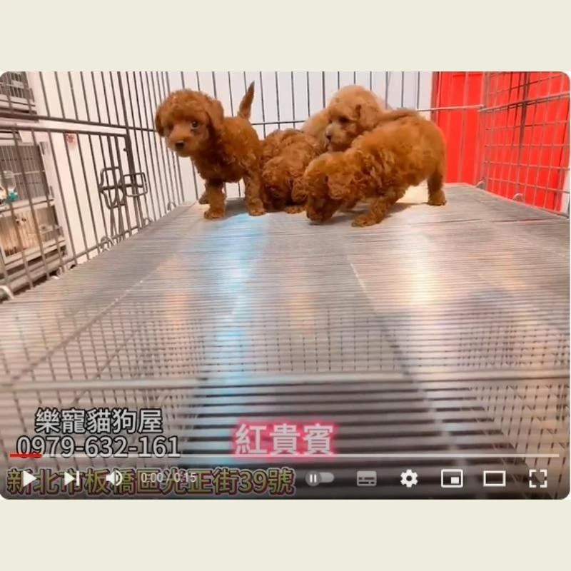 紅貴賓,貴賓,貴賓幼犬