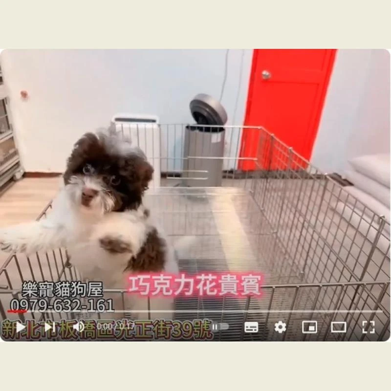 巧克力花貴賓,貴賓,貴賓幼犬