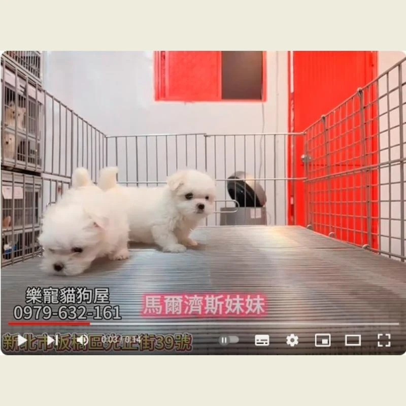 馬爾濟斯妹妹,馬爾濟斯,馬爾濟斯幼犬
