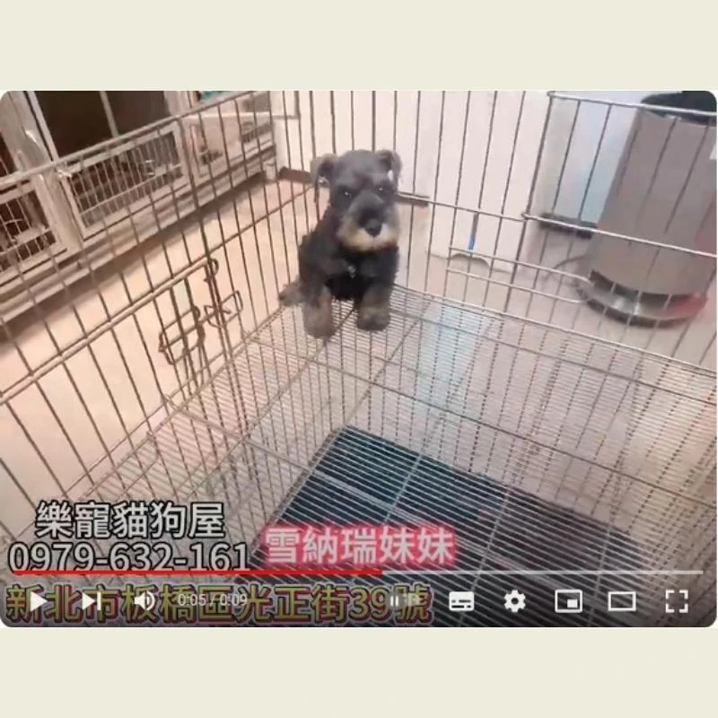 雪納瑞妹妹,雪納瑞,雪納瑞幼犬