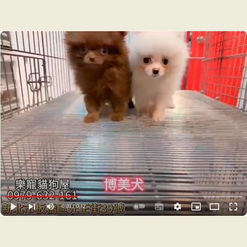 博美,博美幼犬