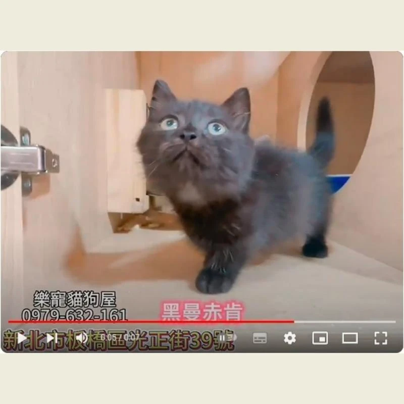 黑曼赤肯,曼赤肯,曼赤肯幼貓