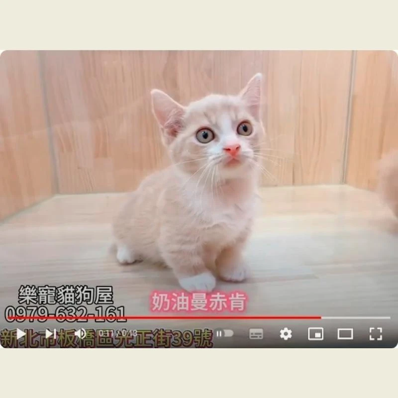 奶油曼赤肯,曼赤肯,曼赤肯幼貓