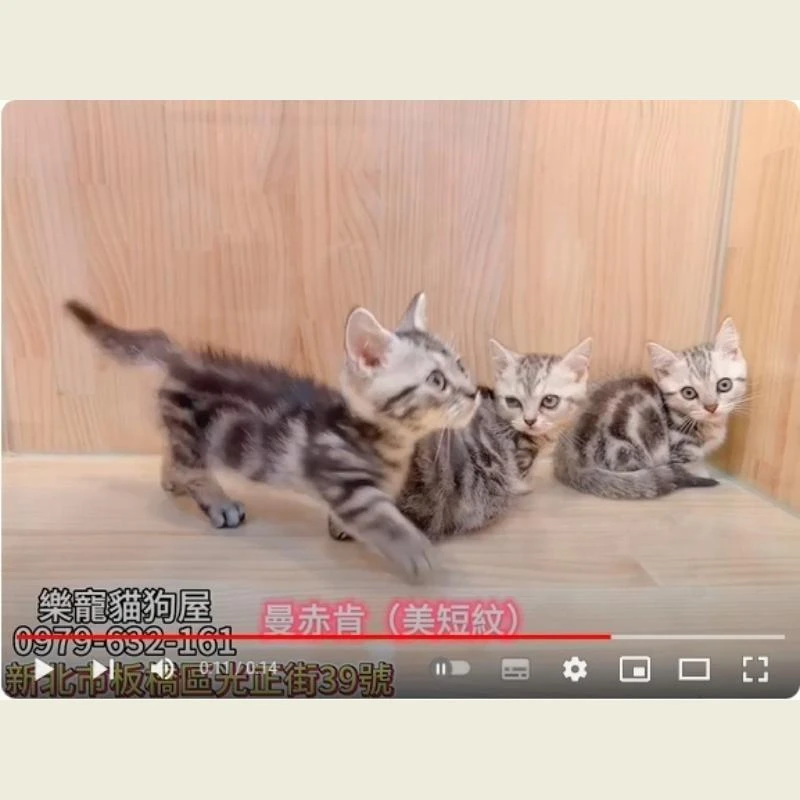 曼赤肯 美短紋,曼赤肯,曼赤肯幼貓
