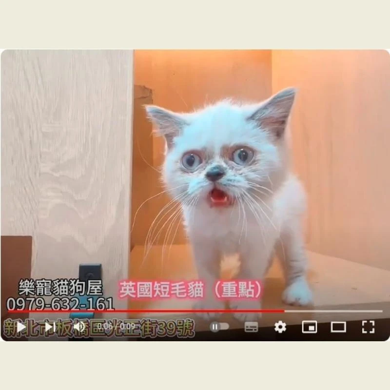 英國短毛貓,英短,英短幼貓