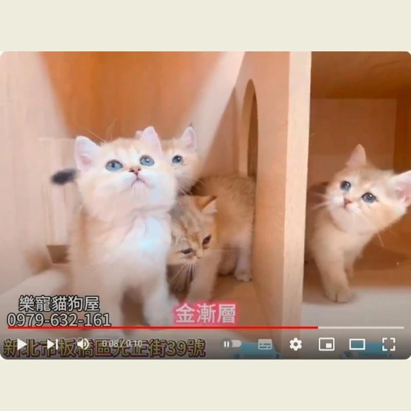 金漸層