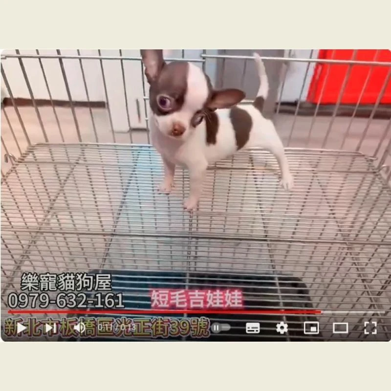 短毛吉娃娃,吉娃娃,吉娃娃幼犬