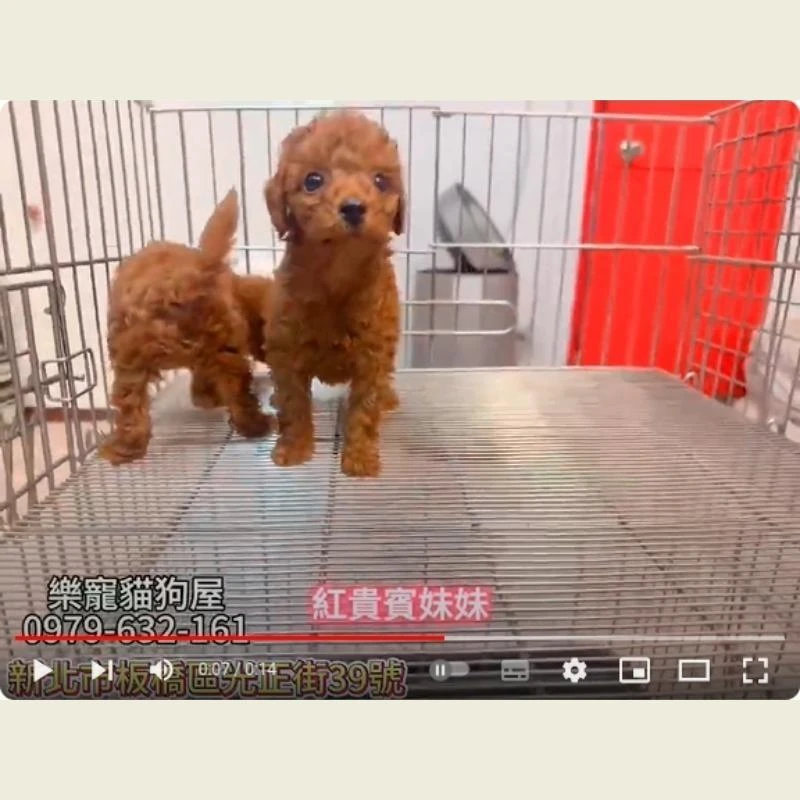 紅貴賓妹妹,紅貴賓,紅貴賓幼犬
