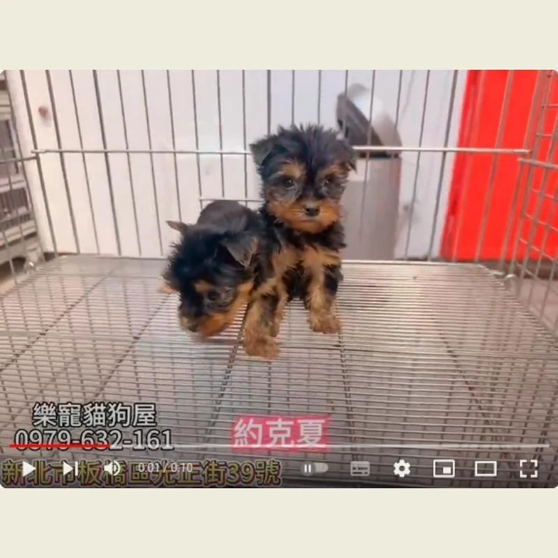 約克夏,約克夏幼犬