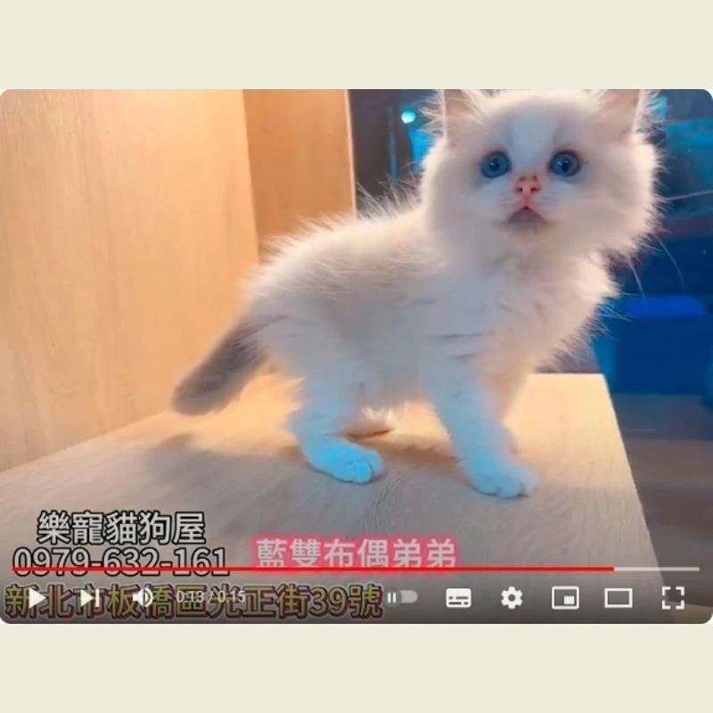 藍雙布偶弟弟,布偶貓,布偶貓幼貓