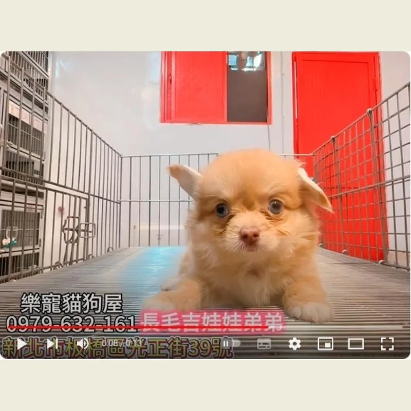 長毛吉娃娃弟弟,吉娃娃,吉娃娃幼犬