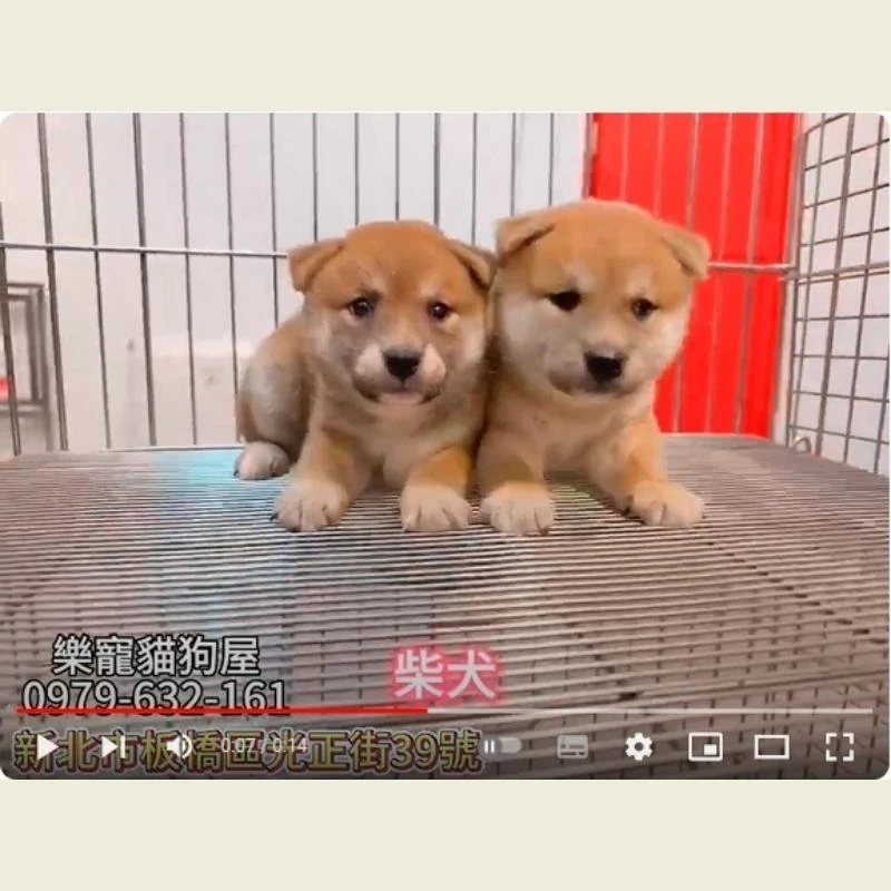 柴犬,柴犬幼犬