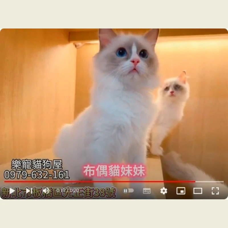 布偶貓妹妹,布偶貓,布偶貓幼貓