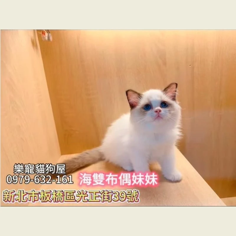 海雙布偶妹妹,布偶貓,布偶貓幼貓