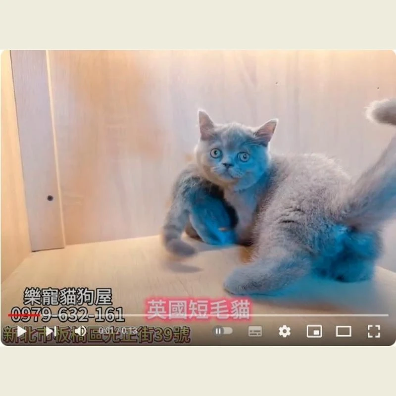 英國短毛貓,英短,英短幼貓