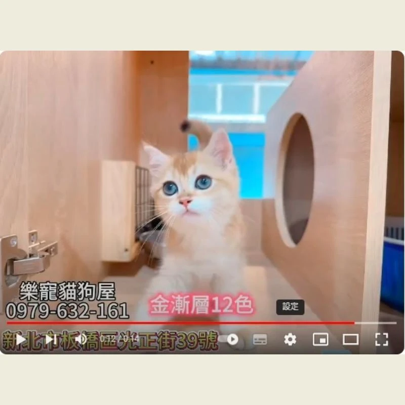 金漸層12色