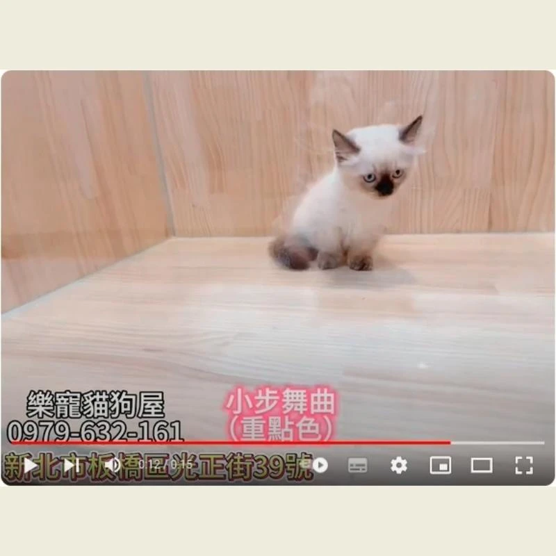 小步舞曲重點色,小步舞曲