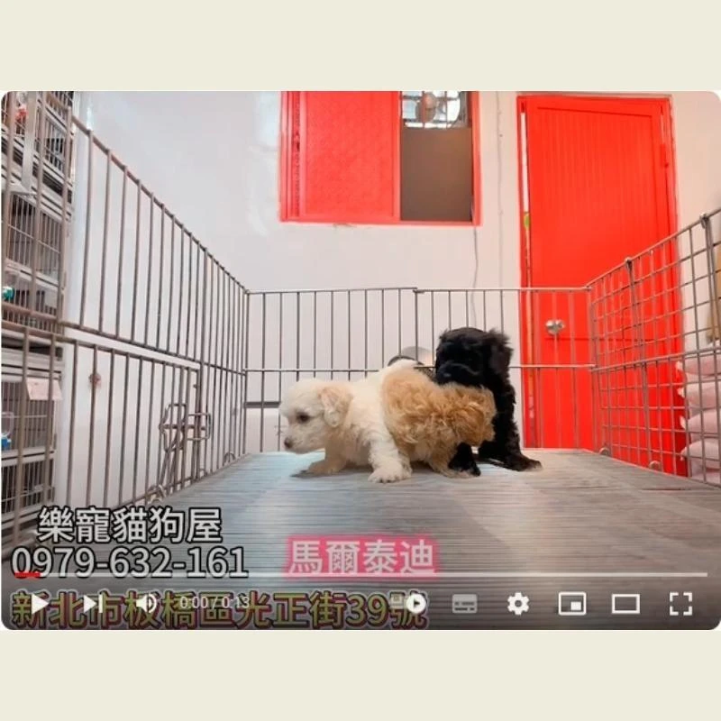 馬爾泰迪,馬爾濟斯