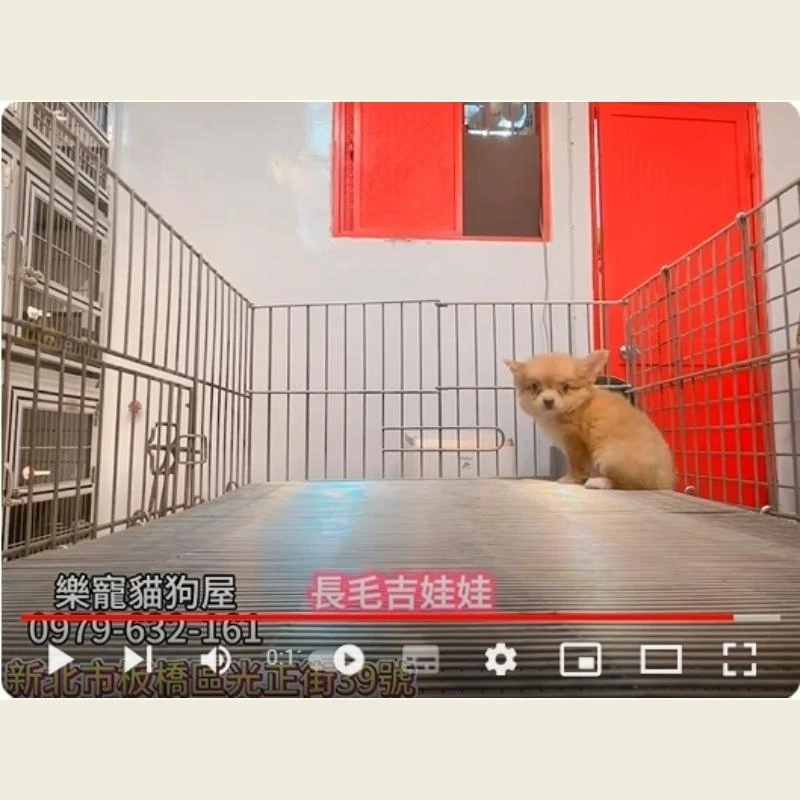 長毛吉娃娃,吉娃娃,吉娃娃幼犬