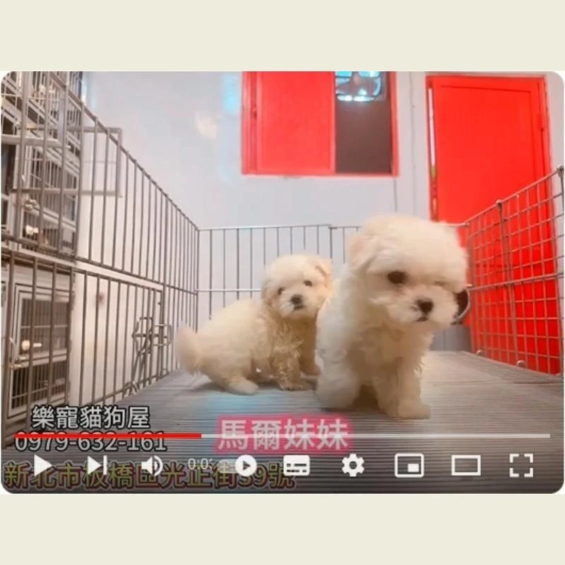 馬爾濟斯,馬爾濟斯幼犬