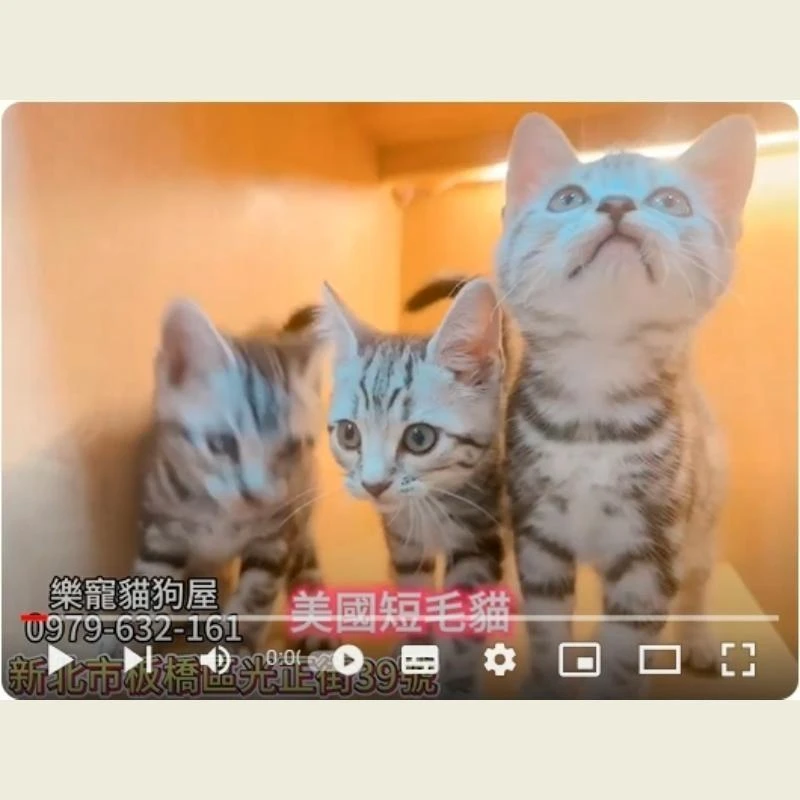 美國短毛貓,美短,美短幼貓