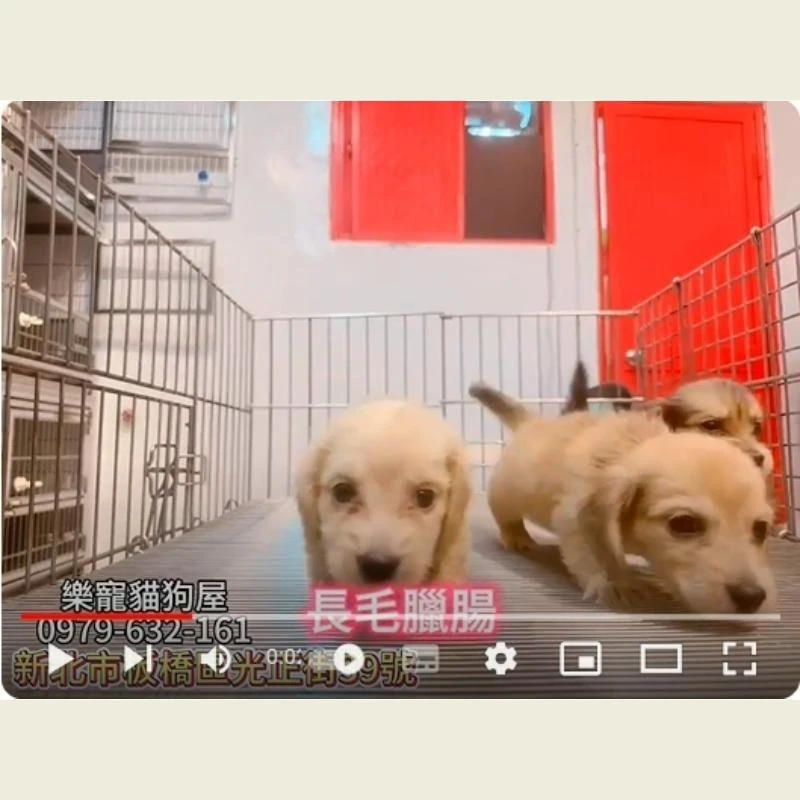 長毛臘腸,臘腸,臘腸幼犬