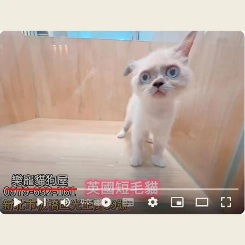 英國短毛貓,英短,英短幼貓