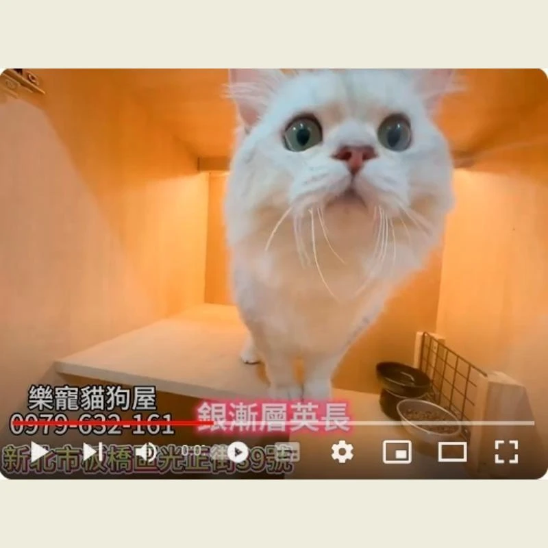 銀漸層英長,英長幼貓
