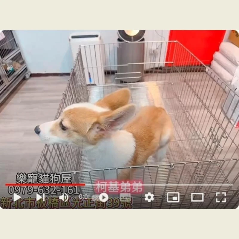 柯基弟弟,柯基,柯基幼犬