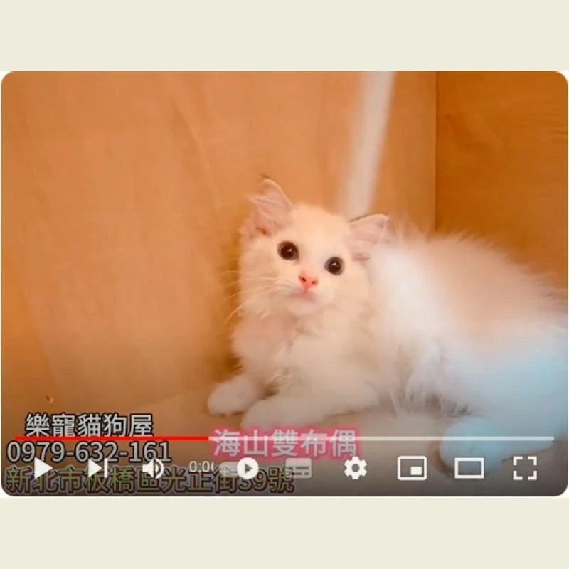 海山雙布偶,布偶貓,布偶幼貓