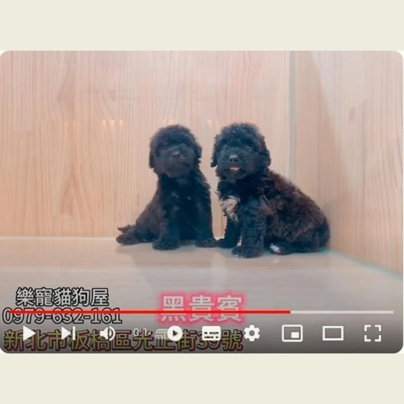 黑貴賓,貴賓,貴賓幼犬
