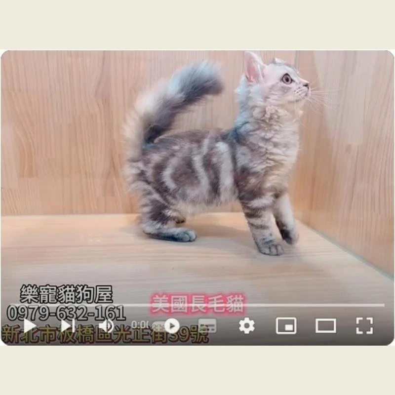 美國長毛貓,美長,美長幼貓