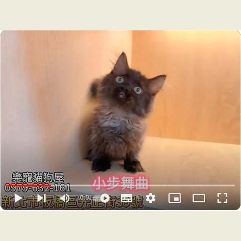 小步舞曲,小步舞曲幼貓