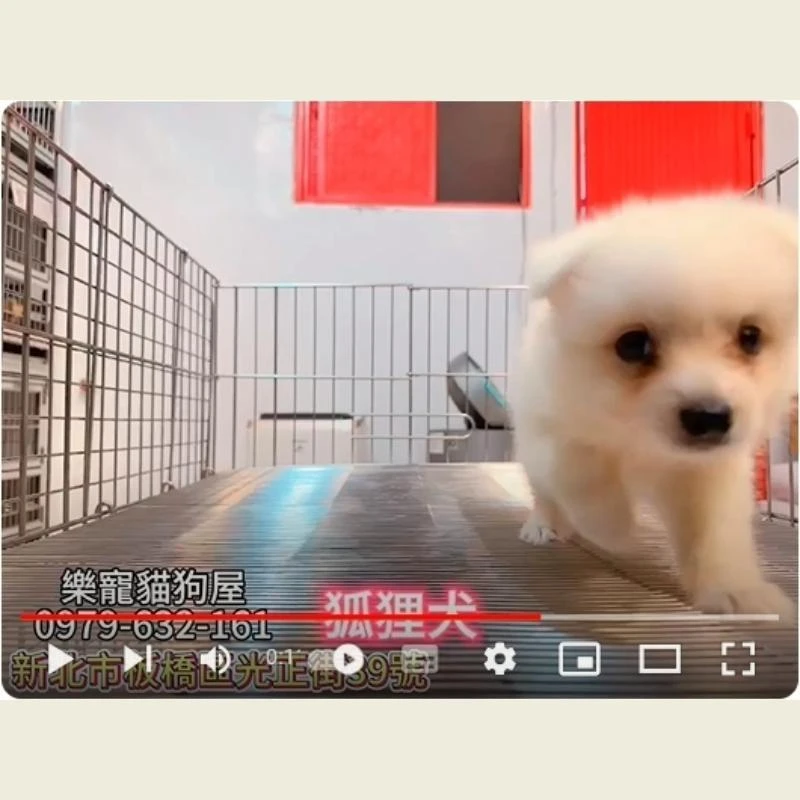 狐狸犬,狐狸犬幼犬