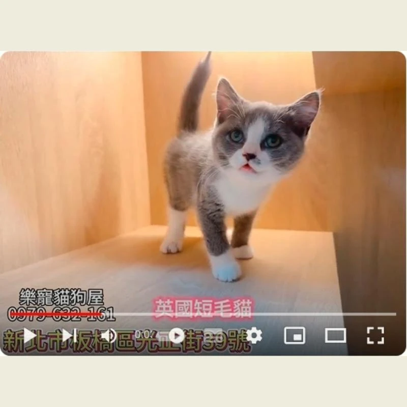 英國短毛貓,英短