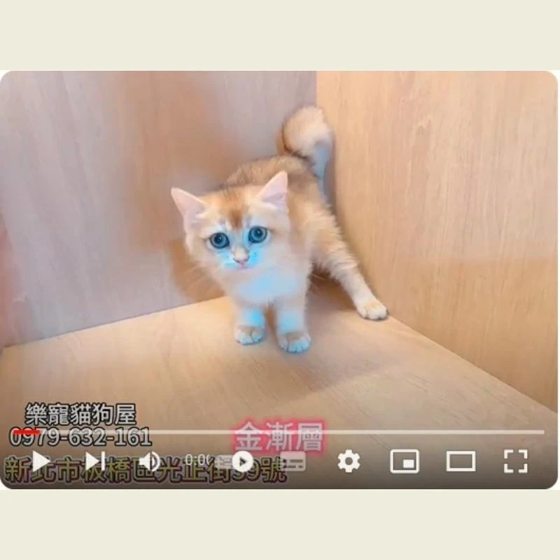 金漸層,金漸層幼貓