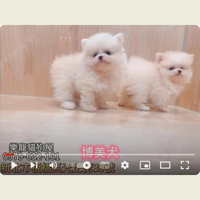博美,博美幼犬