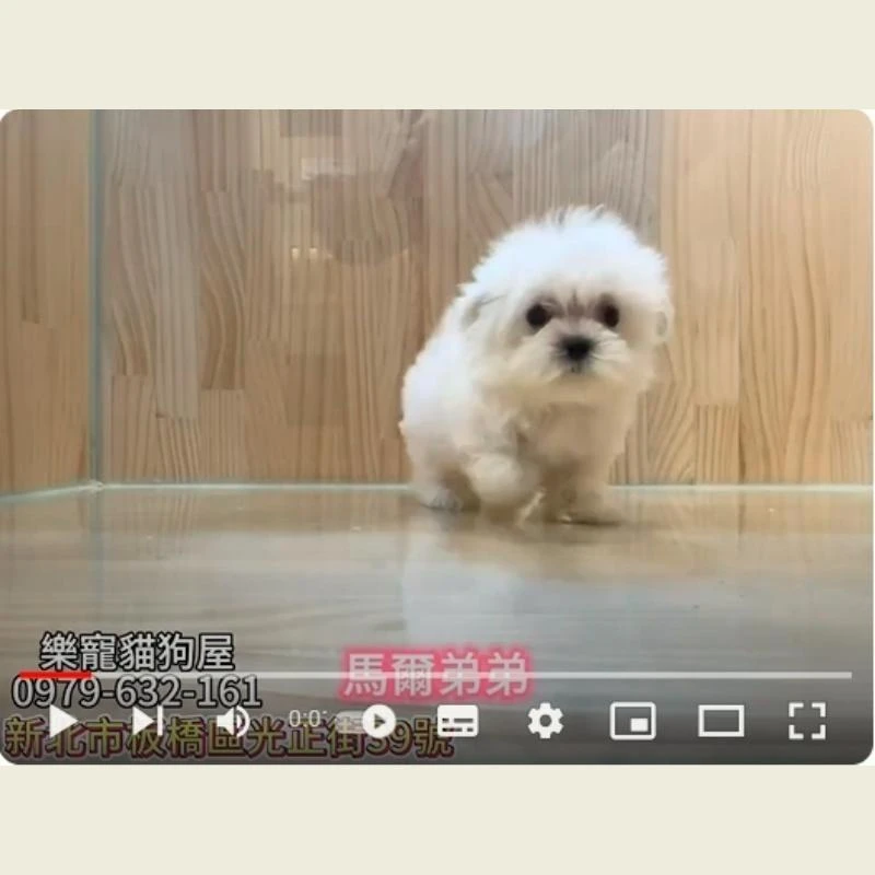 馬爾弟弟,馬爾濟斯,馬爾濟斯幼犬