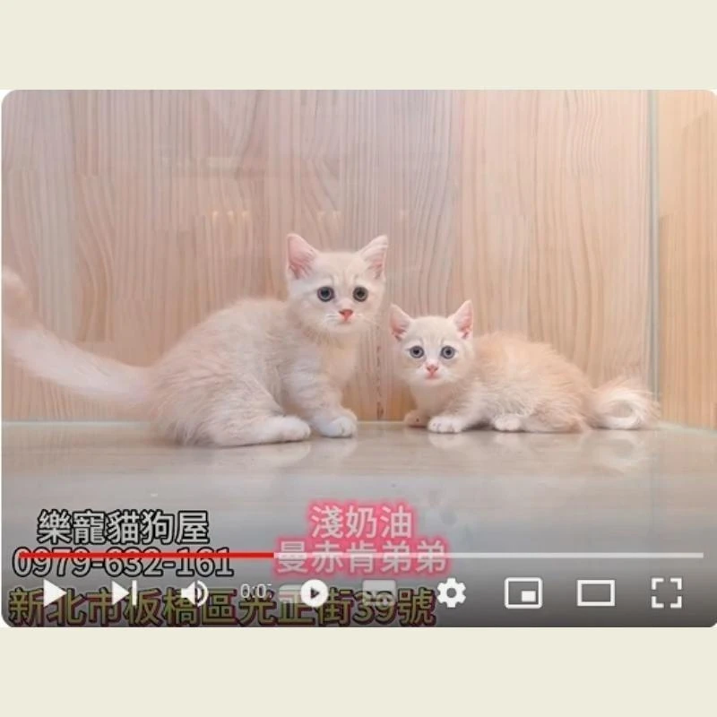 淺奶油曼赤肯弟弟,曼赤肯,曼赤肯幼犬