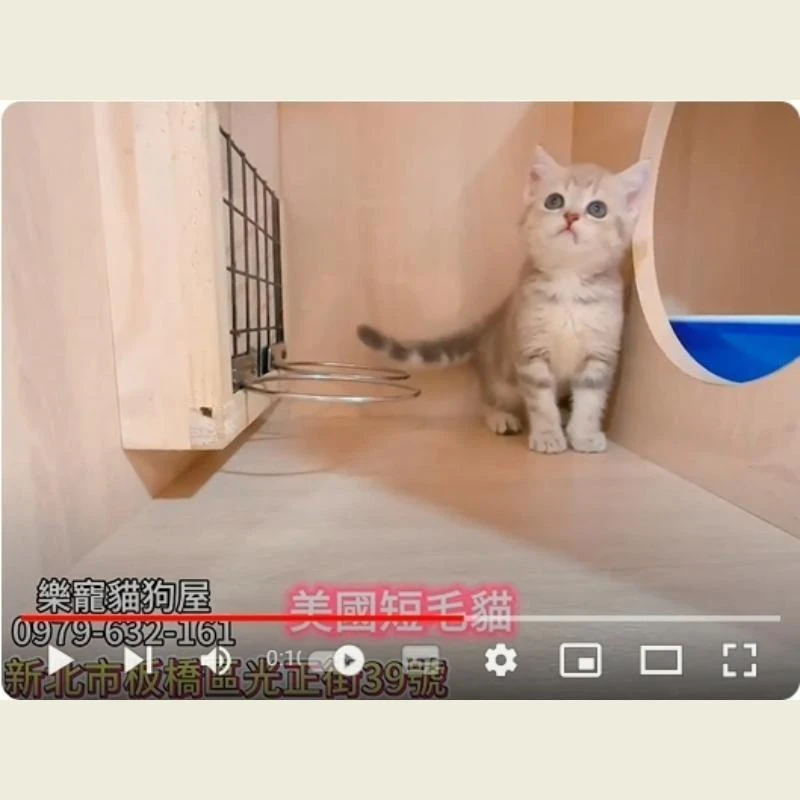 美國短毛貓,美短,美短幼貓