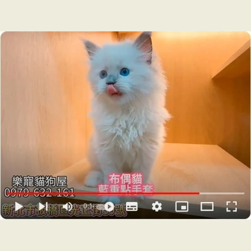 布偶貓蘭重點手套,布偶貓幼犬