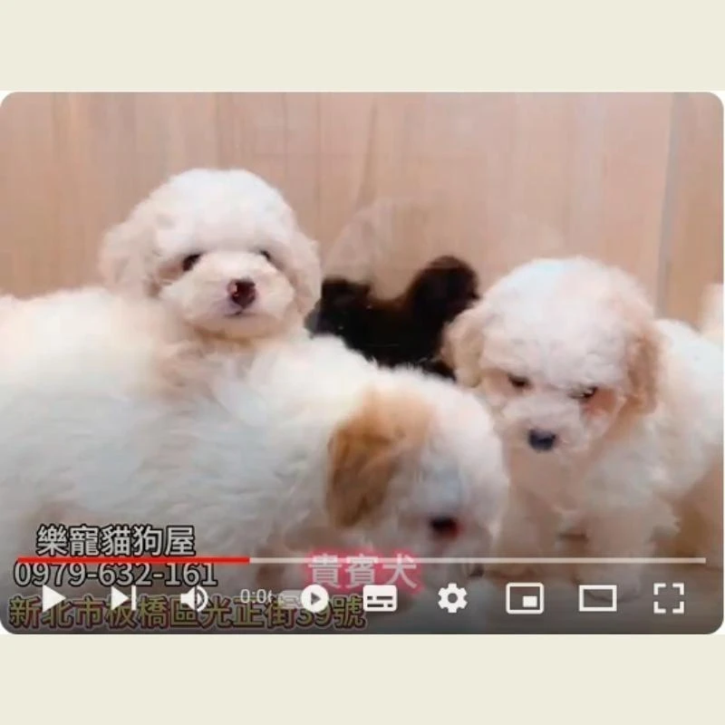 貴賓犬,貴賓,貴賓幼犬