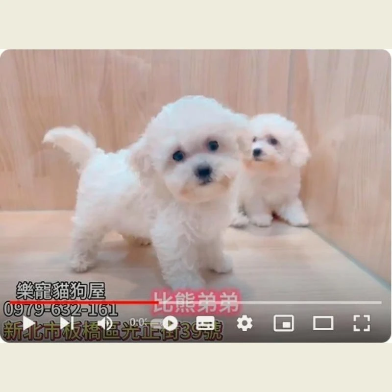 比熊弟弟,比熊犬,比熊幼犬
