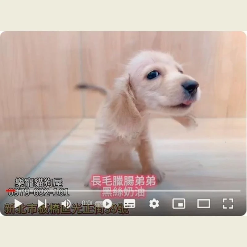 長毛臘腸弟弟黑斯奶油,臘腸犬,臘腸幼犬